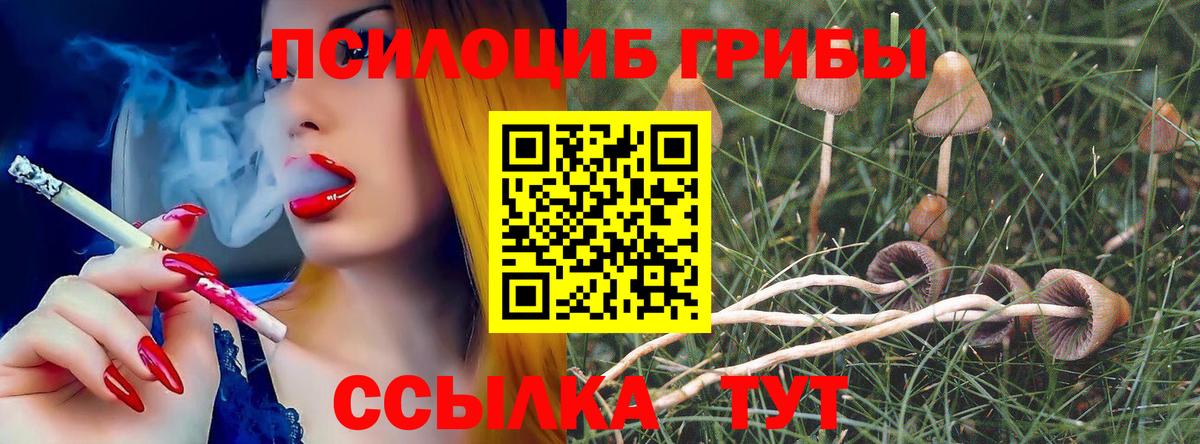 Нарткала  где продают наркотики  Вход с VPN  Галлюциногенные грибы Psilocybe 